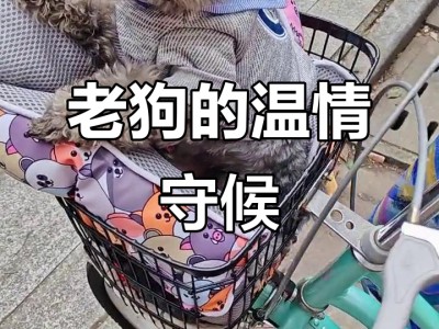 老狗说手机版下载的简单介绍