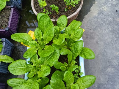 桌面种菜神器手机版(桌面种菜神器手机版下载安装)