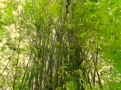 播播手机版下载(播播科技是什么软件)