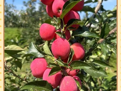丰声手机版苹果(新版手机丰声app下载)