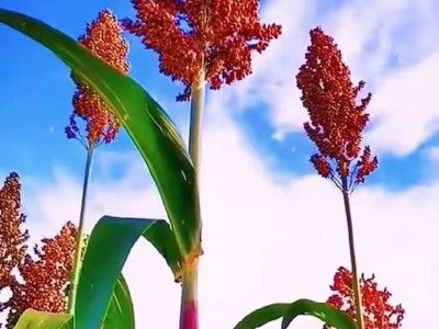 下载手机版红高粱(红高粱app怎么下载)