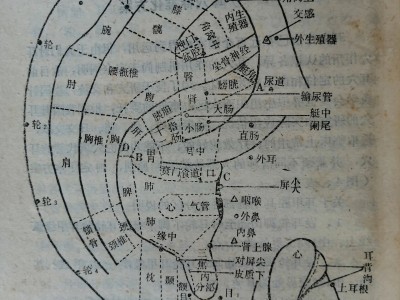 耳部经络全图手机版(耳朵经络图对应的器官)