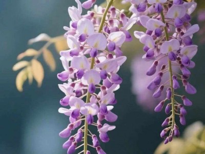 紫藤花游记手机版(紫藤花游记手机版晋江)