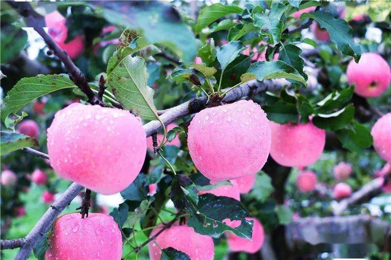 中央新闻广告灵宝苹果灵宝寺河山苹果今年价格