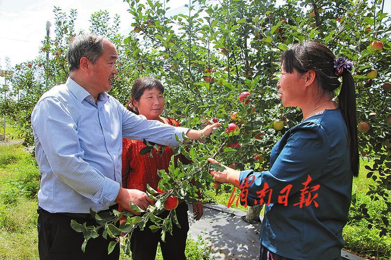 种植苹果致富新闻种植苹果树成本及利润-第1张图片-太平洋在线下载