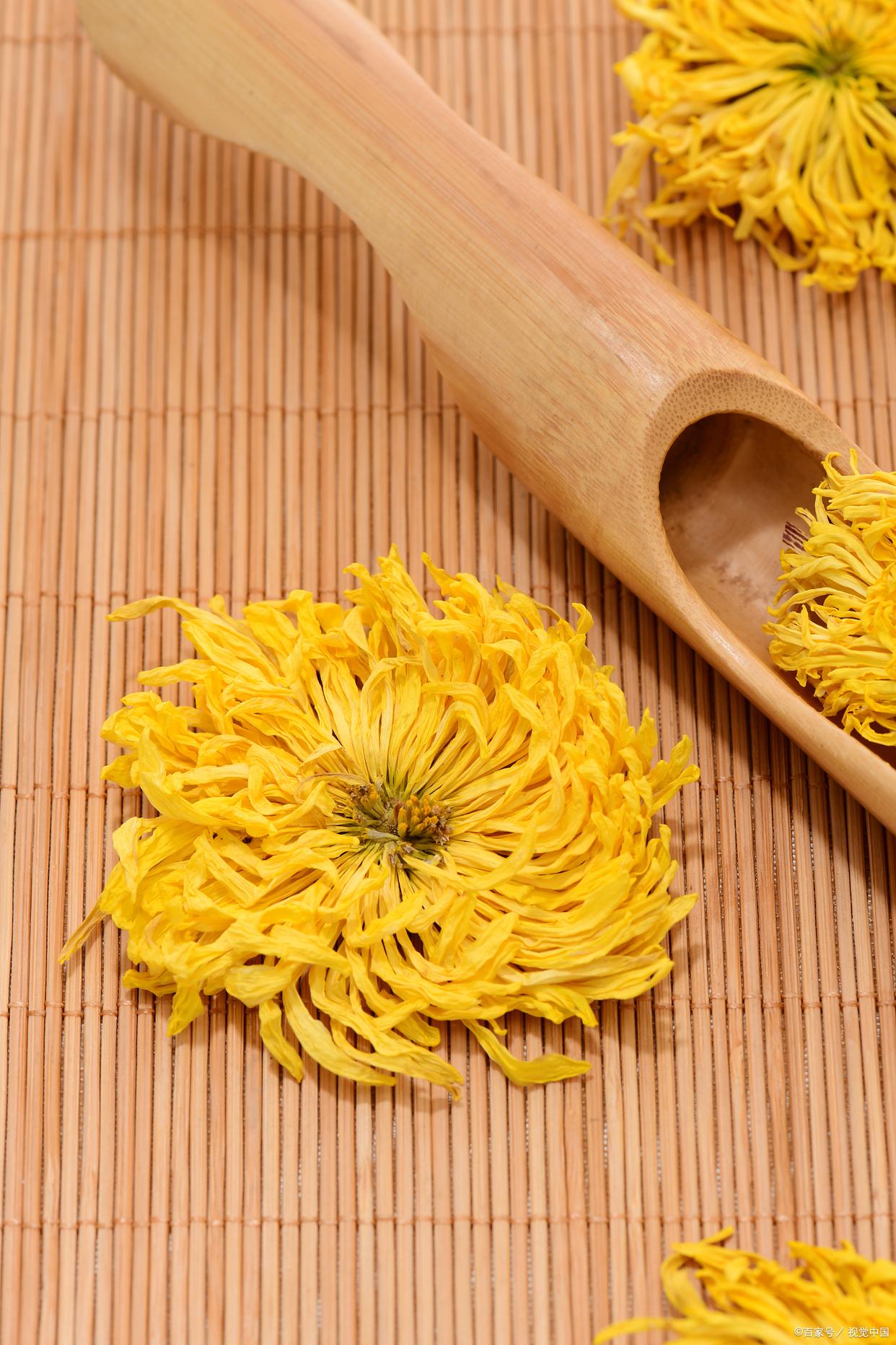 金丝皇菊手机版(金丝皇菊的种植与管理)
