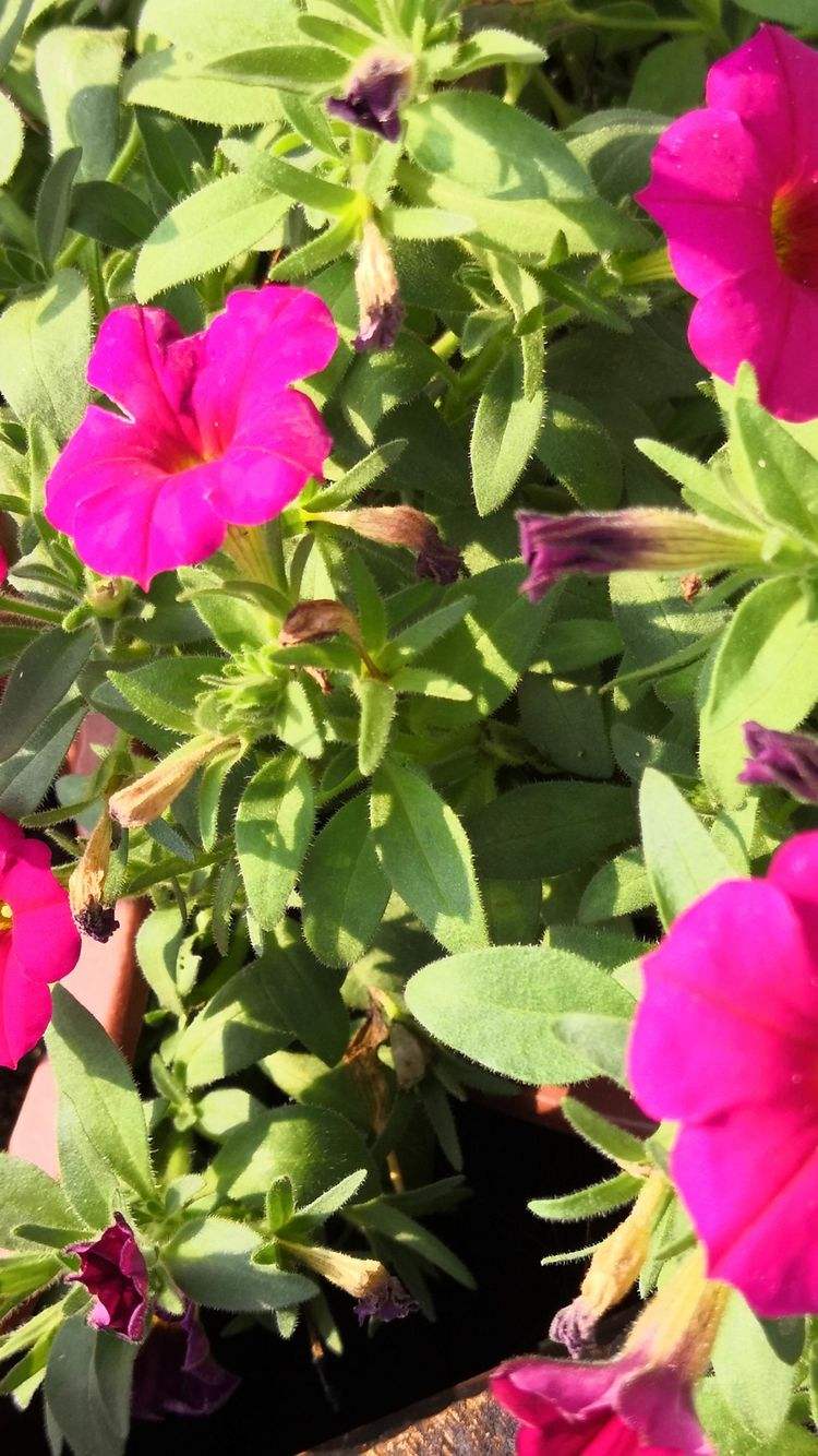 苹果手机进军乡镇版(苹果手机进军乡镇版怎么设置)