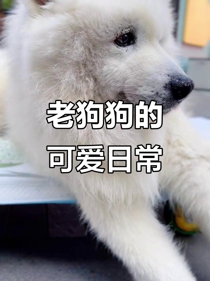 关于老狗收手机版下载的信息