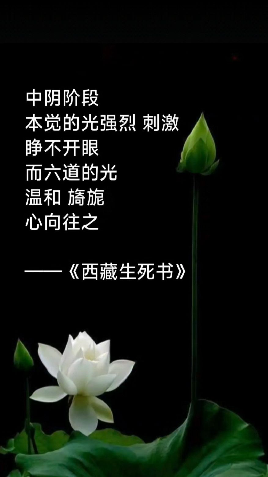 下载西藏生死书手机版的简单介绍