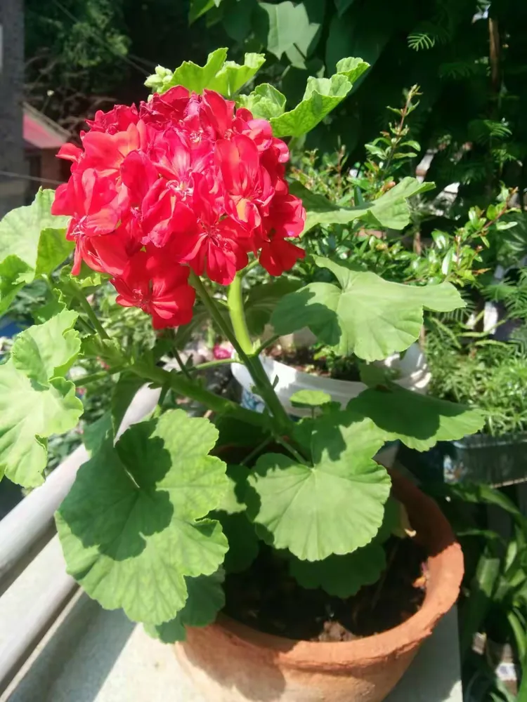 迷你世界手机版种花(手机版迷你世界怎么种花)