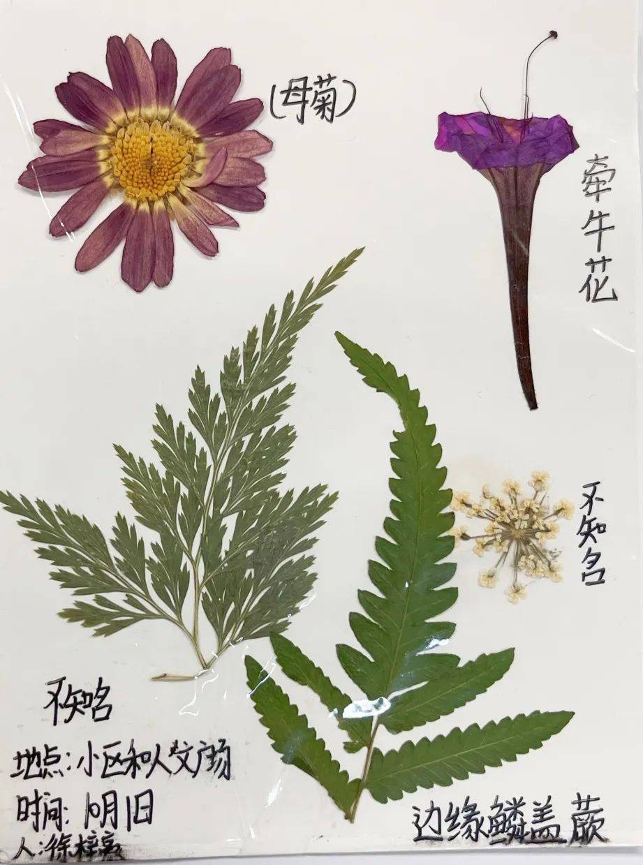 标本手机版下载教程(标本采集app怎么下载)