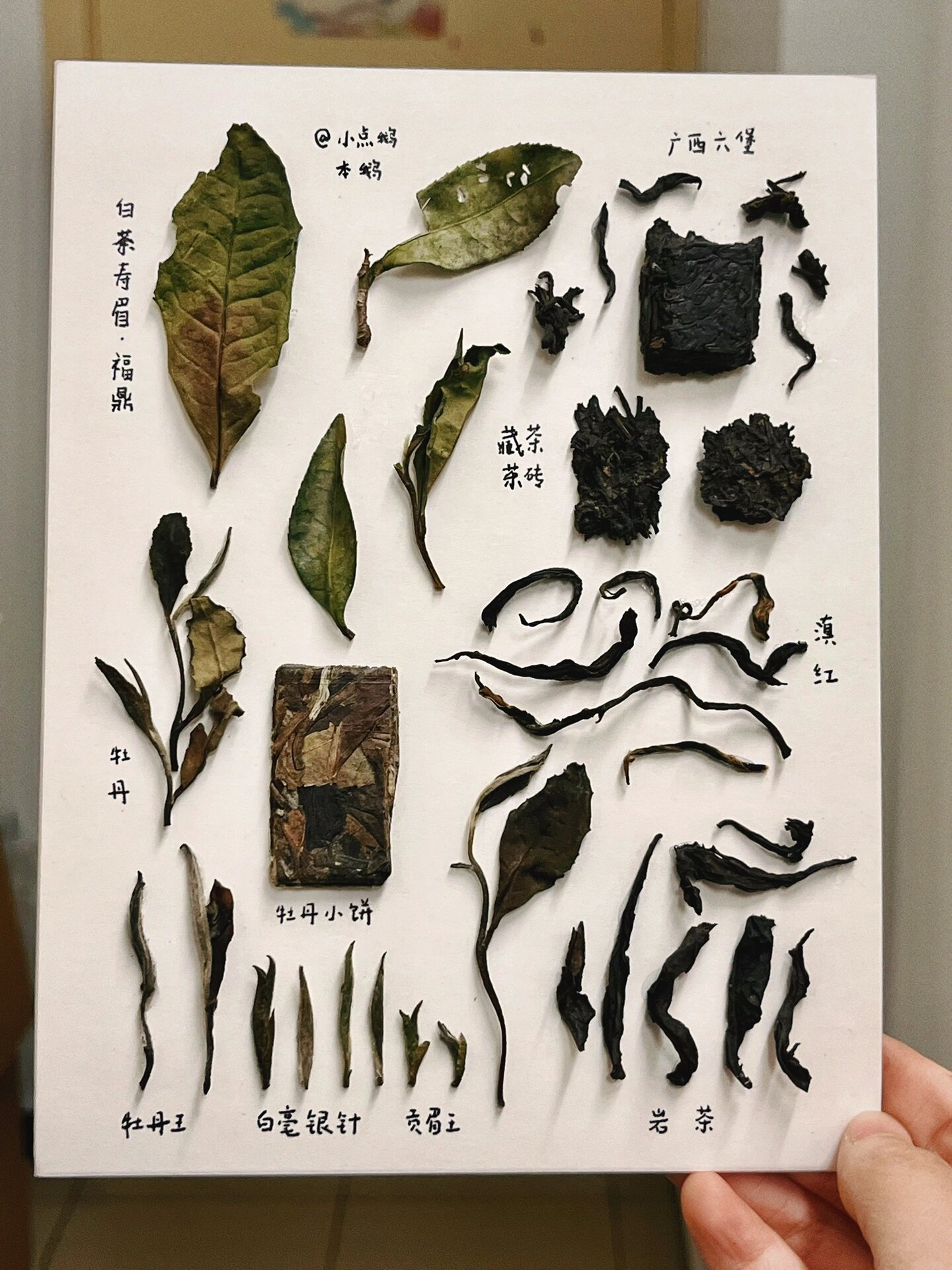 标本手机版下载教程(标本采集app怎么下载)
