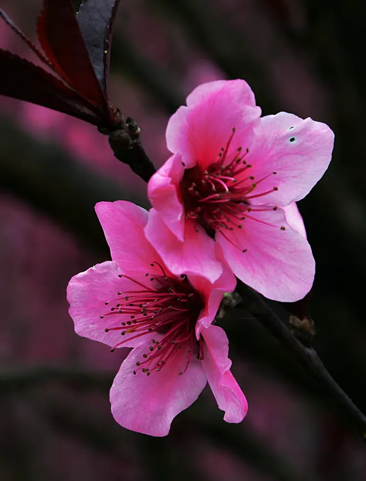 花季软件手机版下载(花季app下载安装v)
