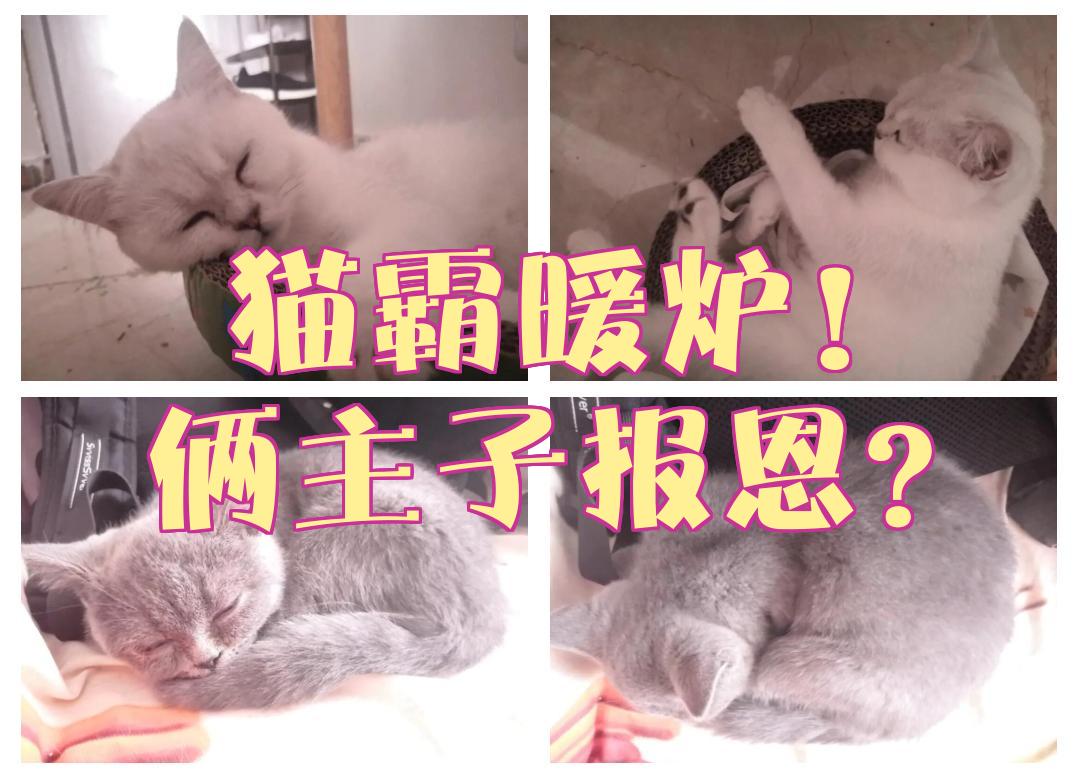 猫霸阁手机版下载破解版(魔改破解版猫咪大作战最新版)