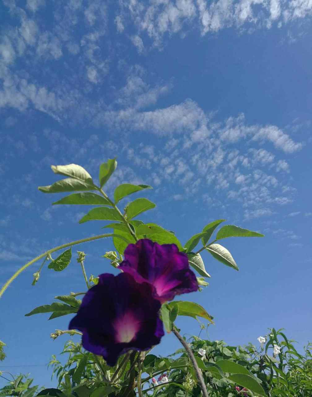 芊芊华为手机版下载(下载芊芊视频596)