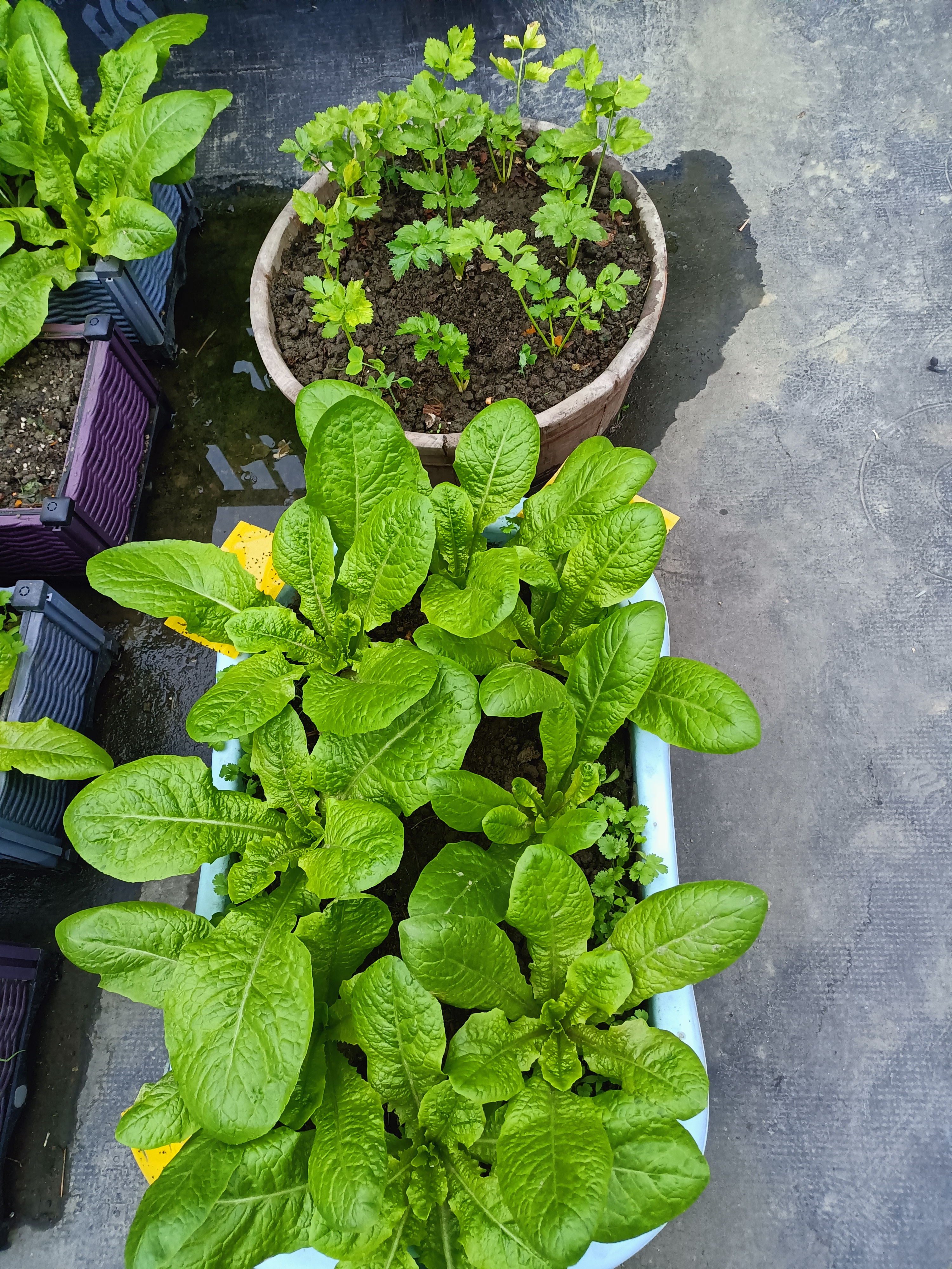 桌面种菜神器手机版(桌面种菜神器手机版下载安装)